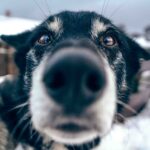 Close-up of an Alaskan Husky's face, focusing on its nose and expressive eyes, with a snowy background and blurred doghouses in the distance.